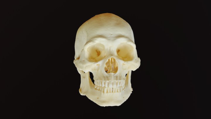 Museum Cast Skull 3D Model