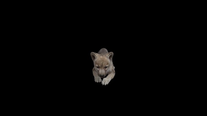 Wolf-baby 3D Model