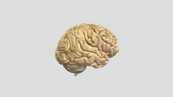 limbic-system-and-annotations 3D Model