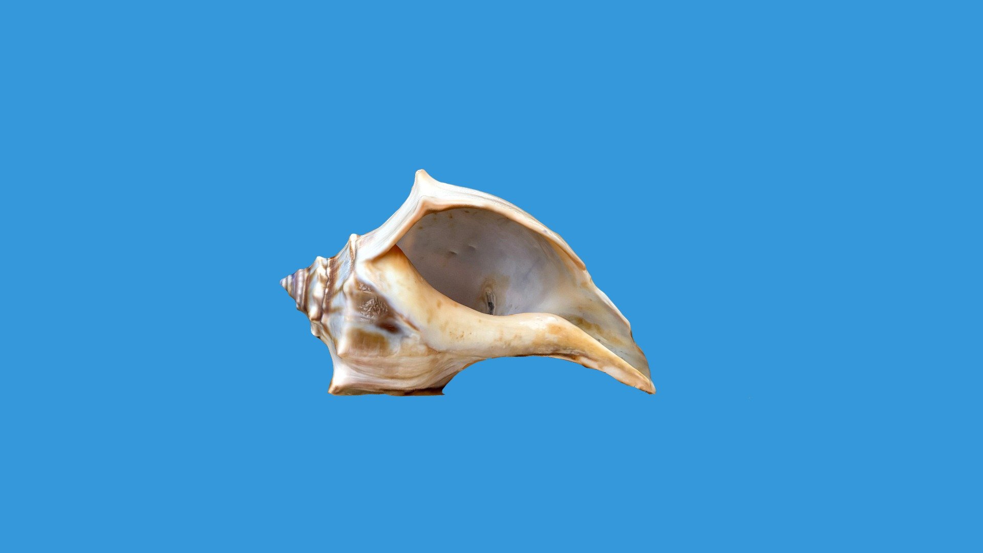 Whelk Trnio