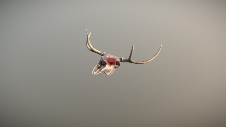 Deer Skull 3D Model 3D Model