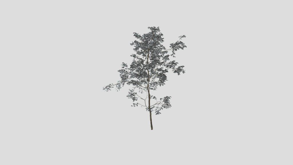 Combretum Molle Tree V2