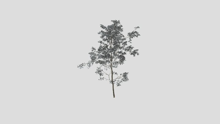 Combretum Molle Tree V2 – Modèle 3D gratuit STL