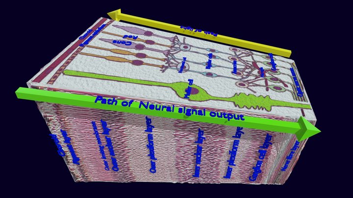 Retinal layers detail microscopic and schematic 3D Model