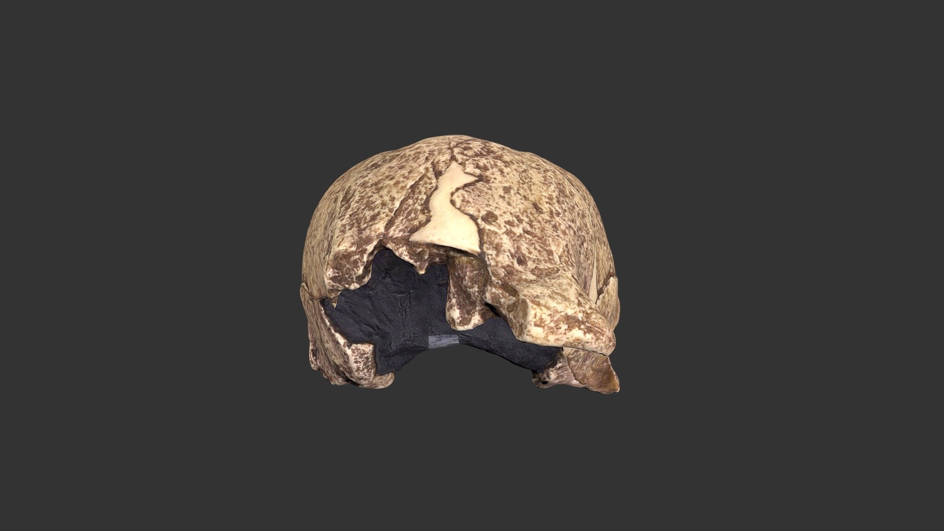 Homo erectus (2501.1rp32)