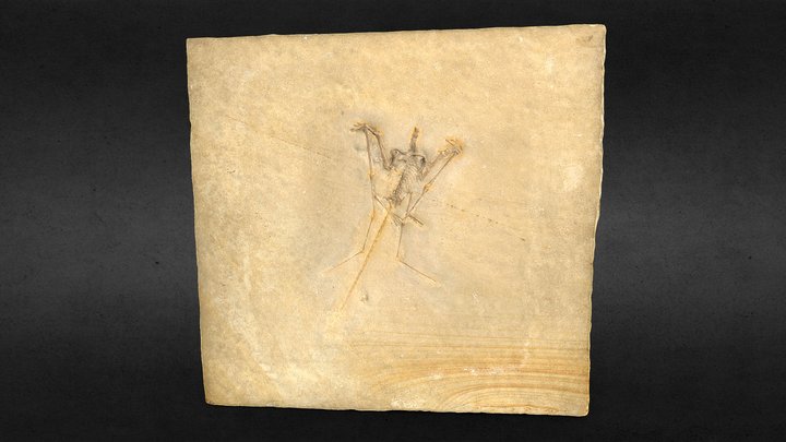 1877_XI_1 Rhamphorhynchus longicaudus 3D Model