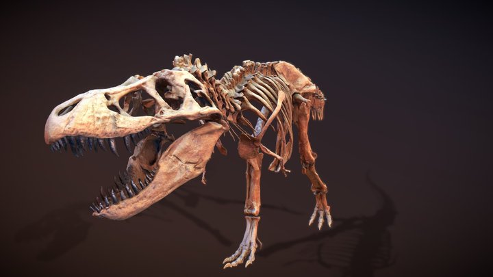 Wankel Tyrannosaurus Rex (MOR 555) 3D Model