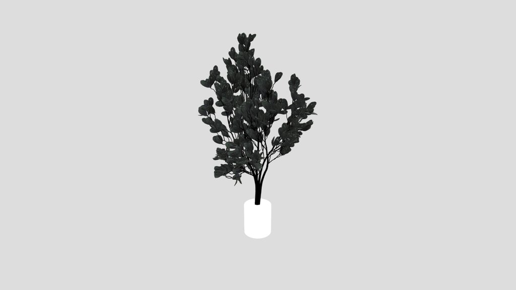 Indoor Plant Variation
