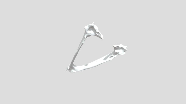 Circus aeruginosus - bottom jaw – Free 3D Model STL