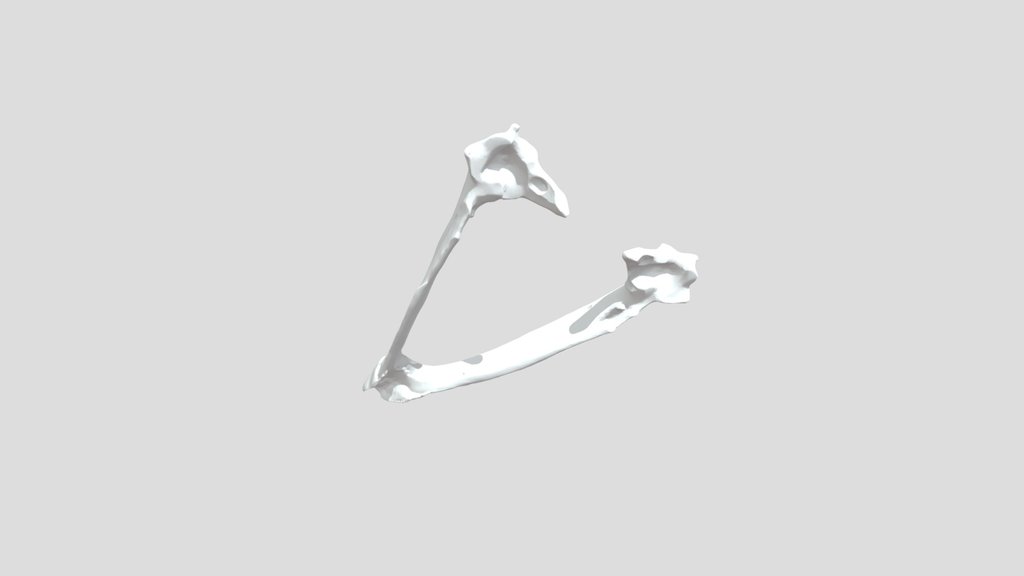 Circus aeruginosus - bottom jaw