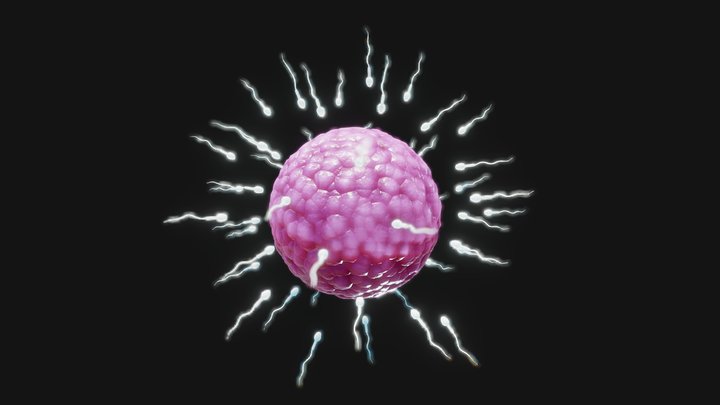 Human Fertilization of Sperm and Egg cell (Ovum) 3D Model