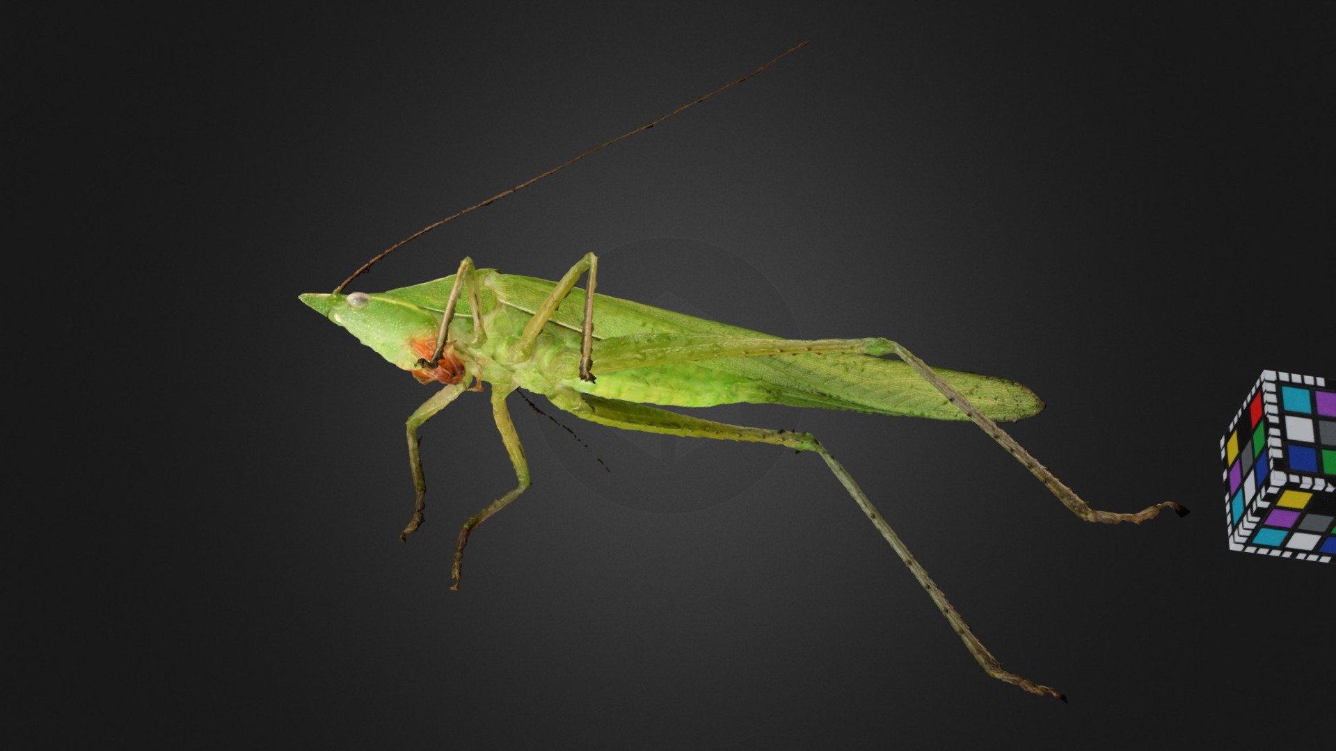 クビキリギス ♂ Conehead Katydid, E. thunbergi Download Free 3D model by