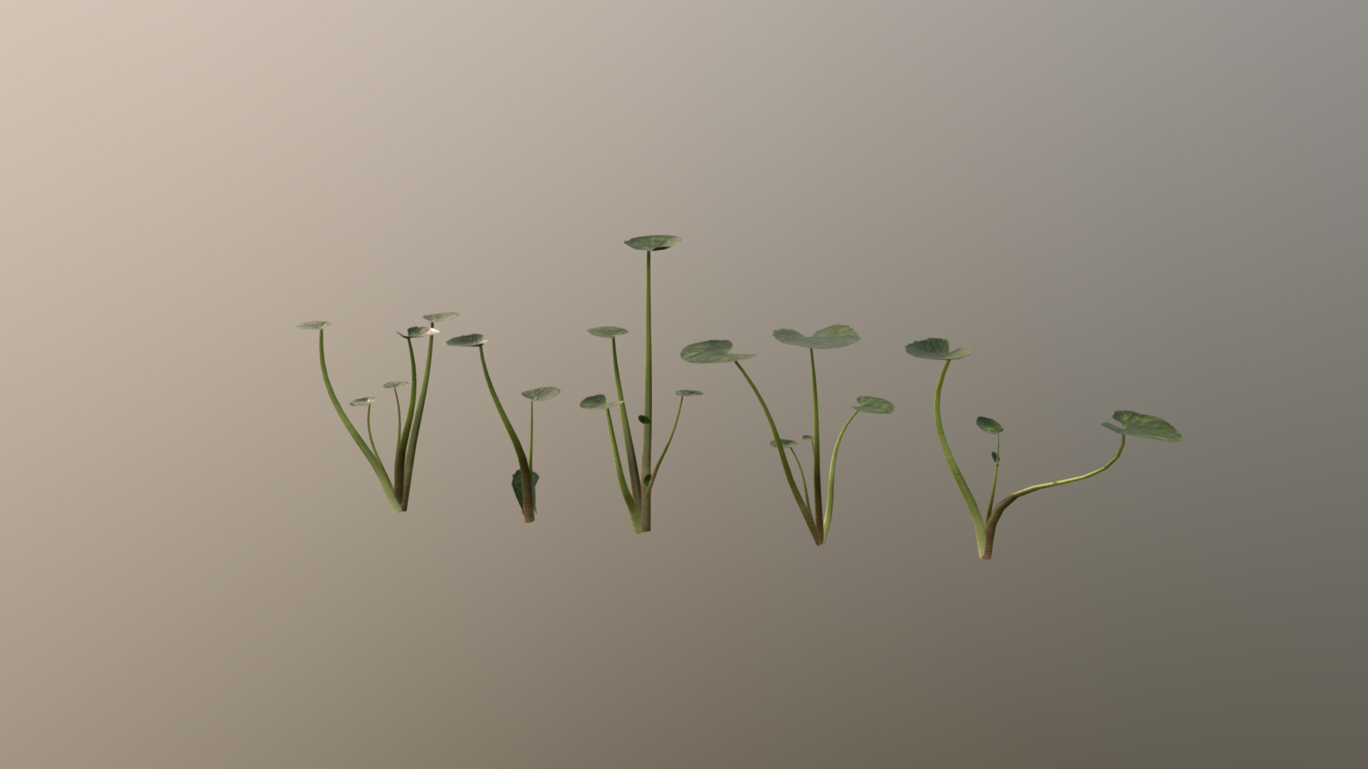 3D model Fig Buttercup - This is a 3D model of the Fig Buttercup. The 3D model is about a group of plants growing in the fog.