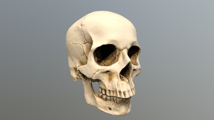 Human skull resin cast - photogrammetry 3D Model