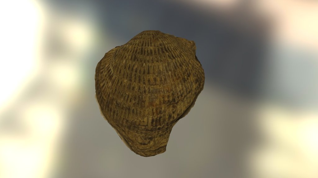 Brachiopod 2