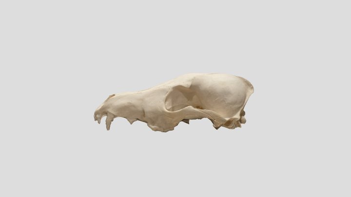 First Photogrammetry Test: Coyote Skull 3D Model