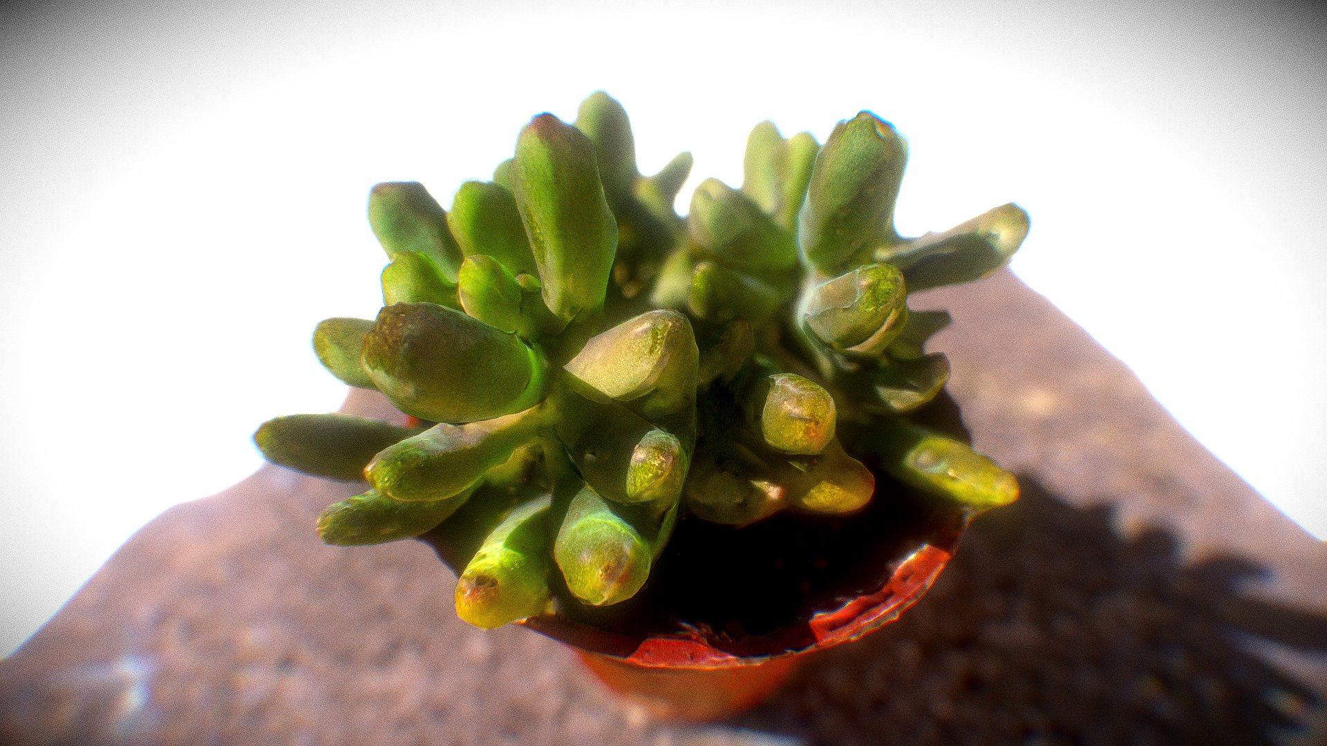 Sedum Pachyphyllum Rose