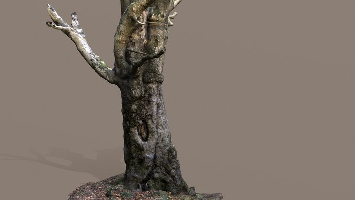 Haimberg - Baum 3D Model