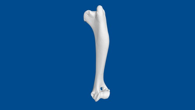 3D Dog Bone Project: Humerus 3D Model