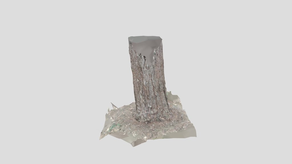 Connifer Tree Stump 2