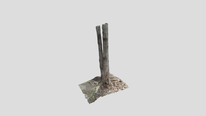 Tree2 3D Model