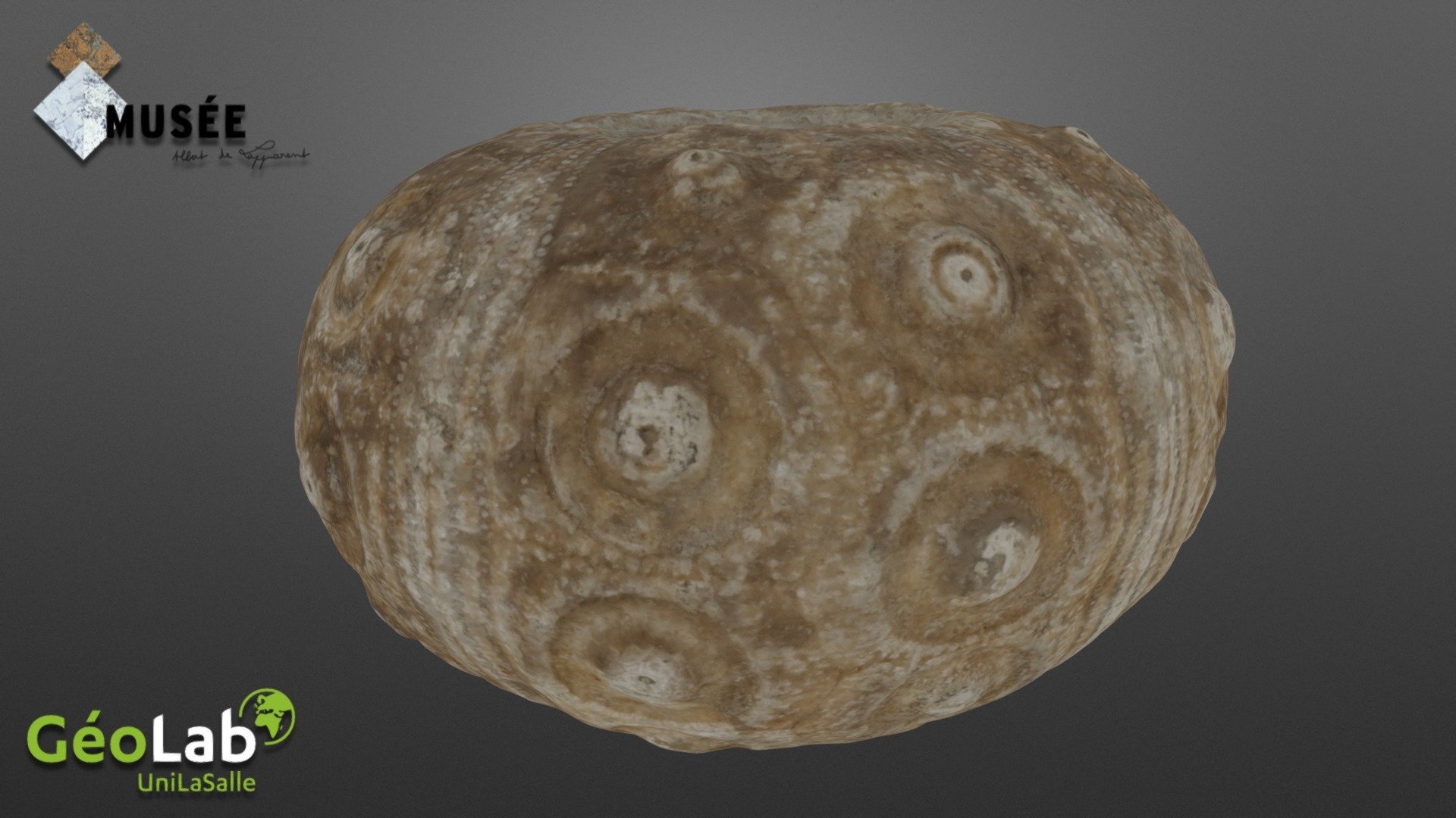 Dickesicidaris copeoides