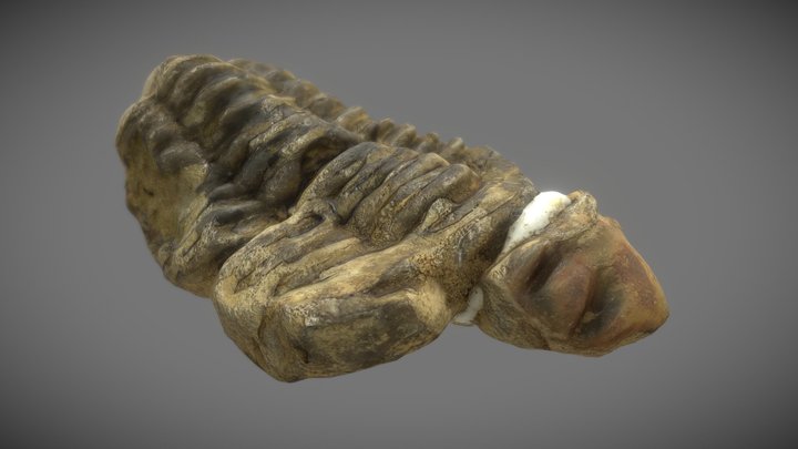 Trilobite Fossil - 3D Scan - 4K PBR 3D Model