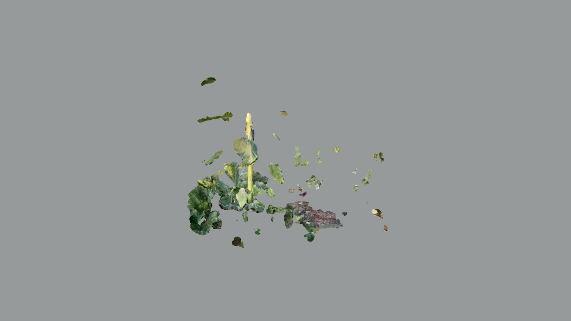 Test Sunflower