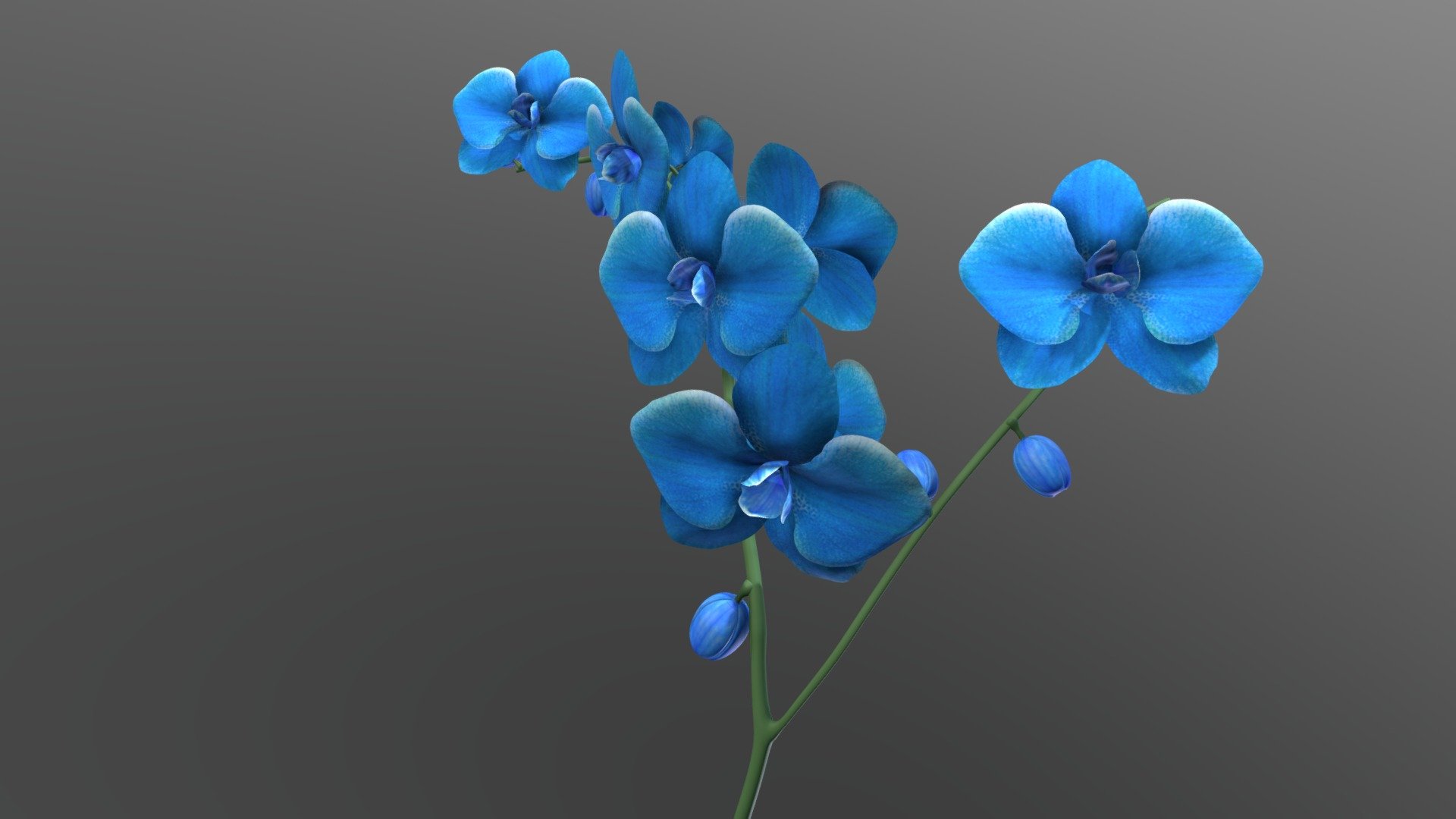 Orchid_Blue