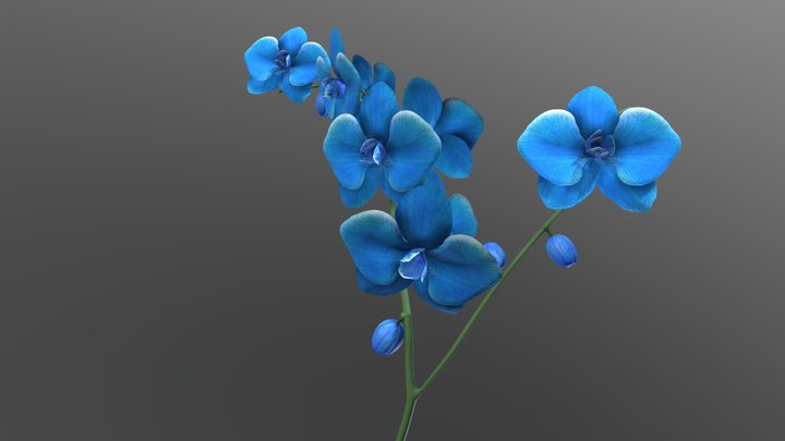 Orchid_Blue 3D Model
