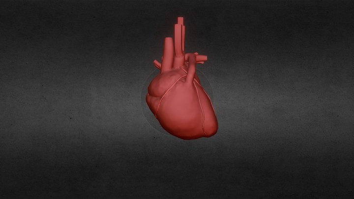 Prototype Human Heart Project 3D Model