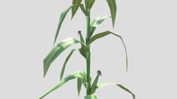 Maize Corn Plant 3D Model