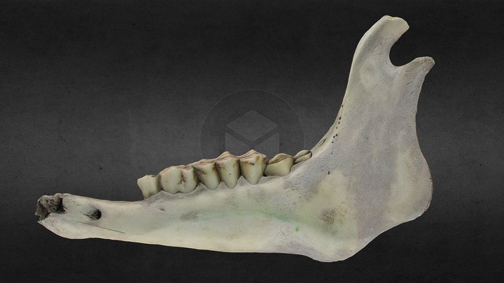 Goat hemimandible 3D Model