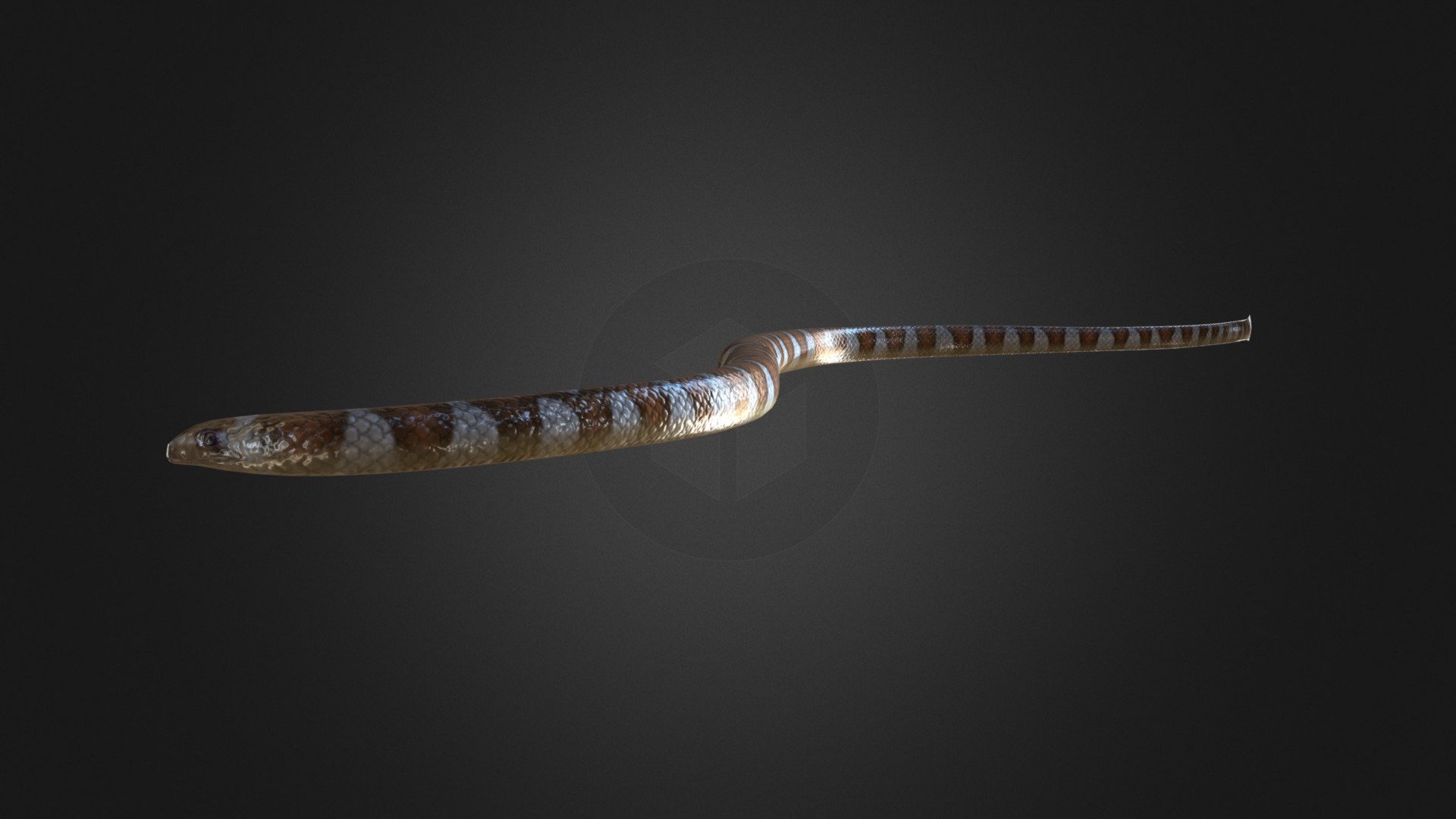 BlackBanded Sea Krait Rigged Buy Royalty Free 3D model