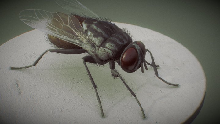 Housefly