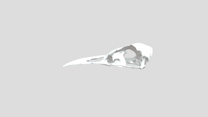 Hydroprogne Caspia FMNH360641 Skull 3D Model