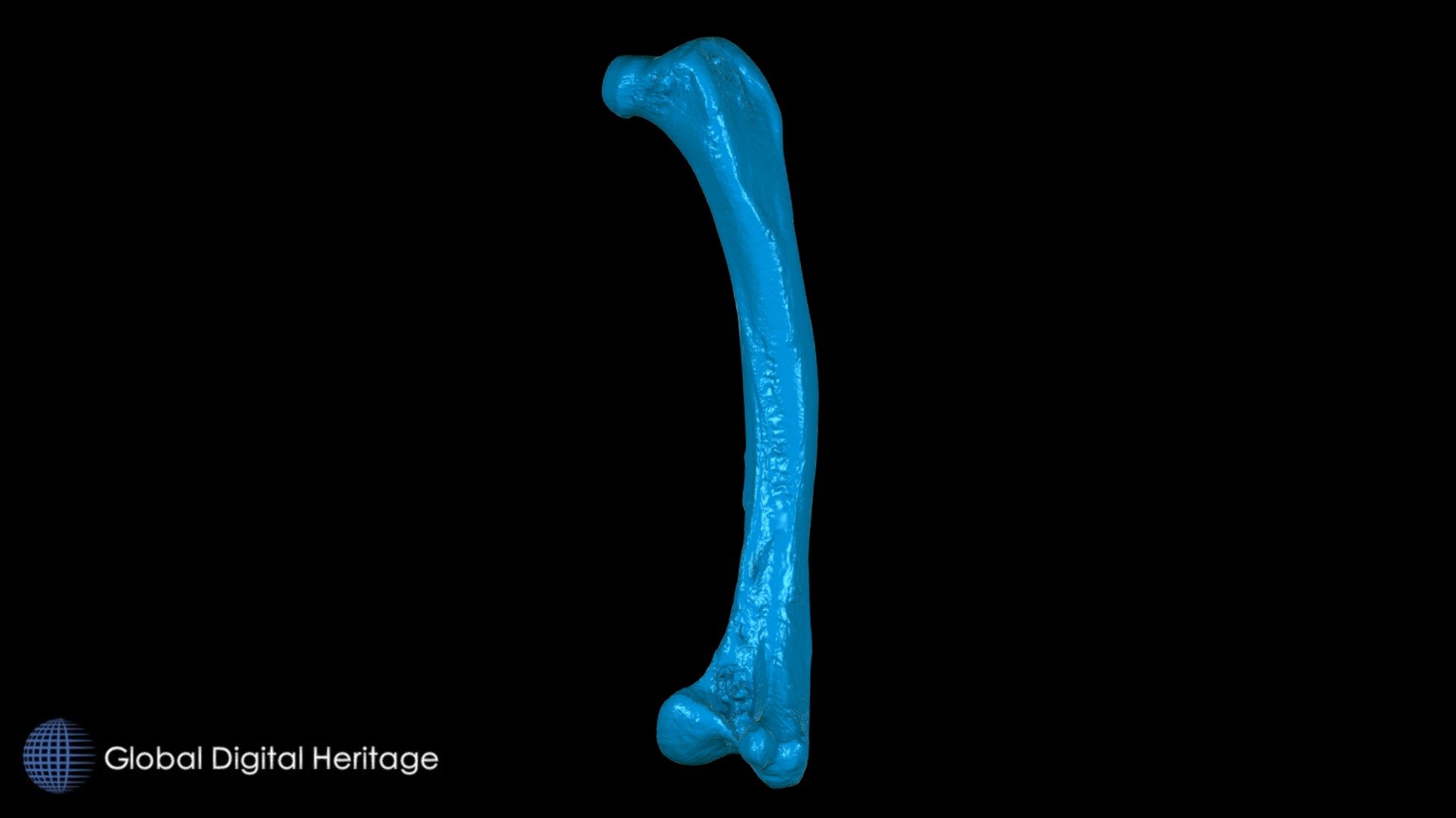 Kiwi (Apteryx) femur
