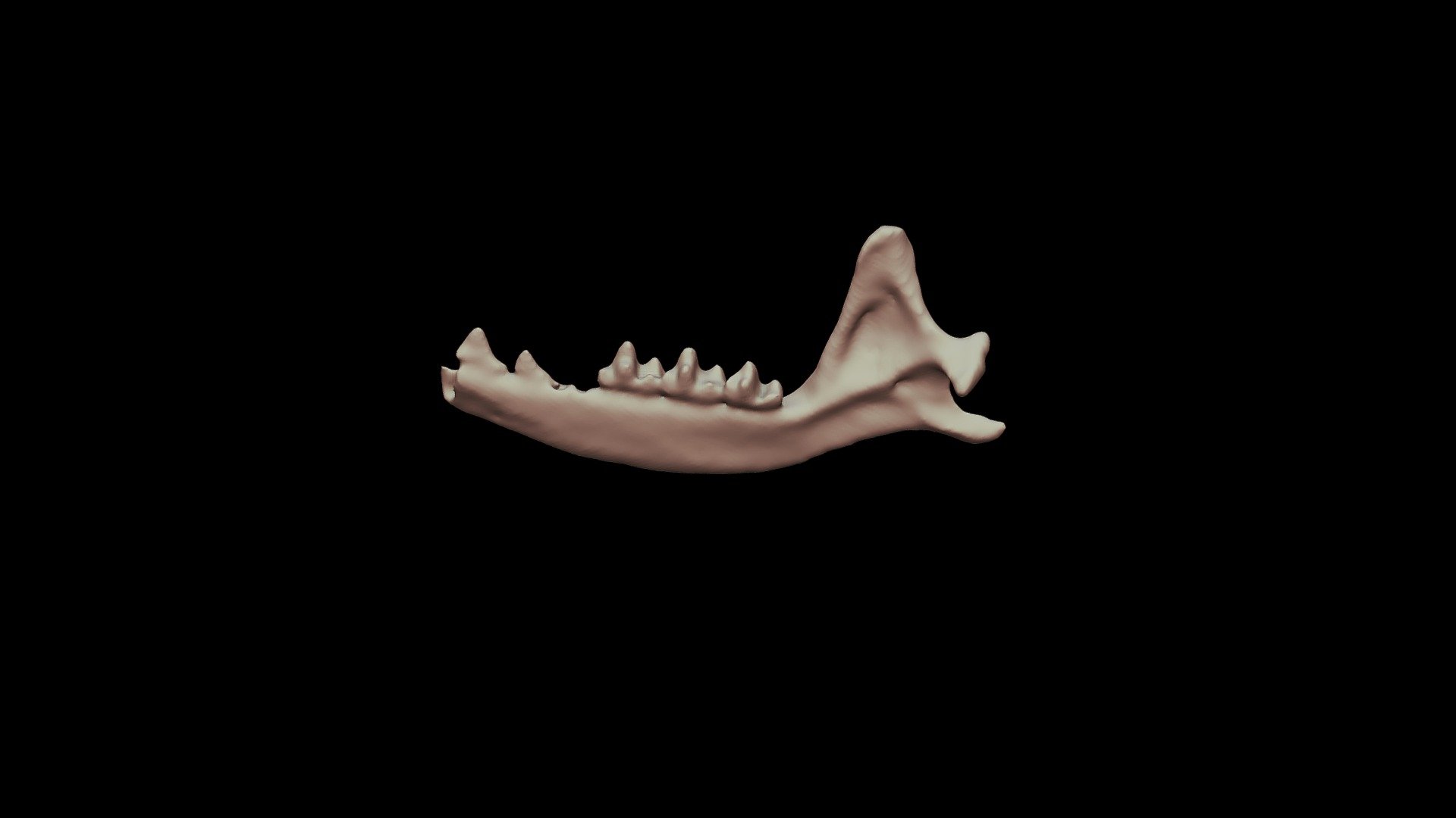 Nesophontes paramicrus