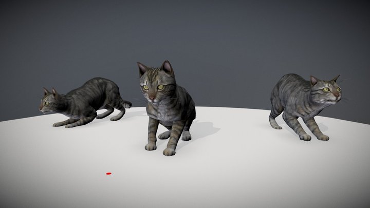 Cat - Play animation 3D Model