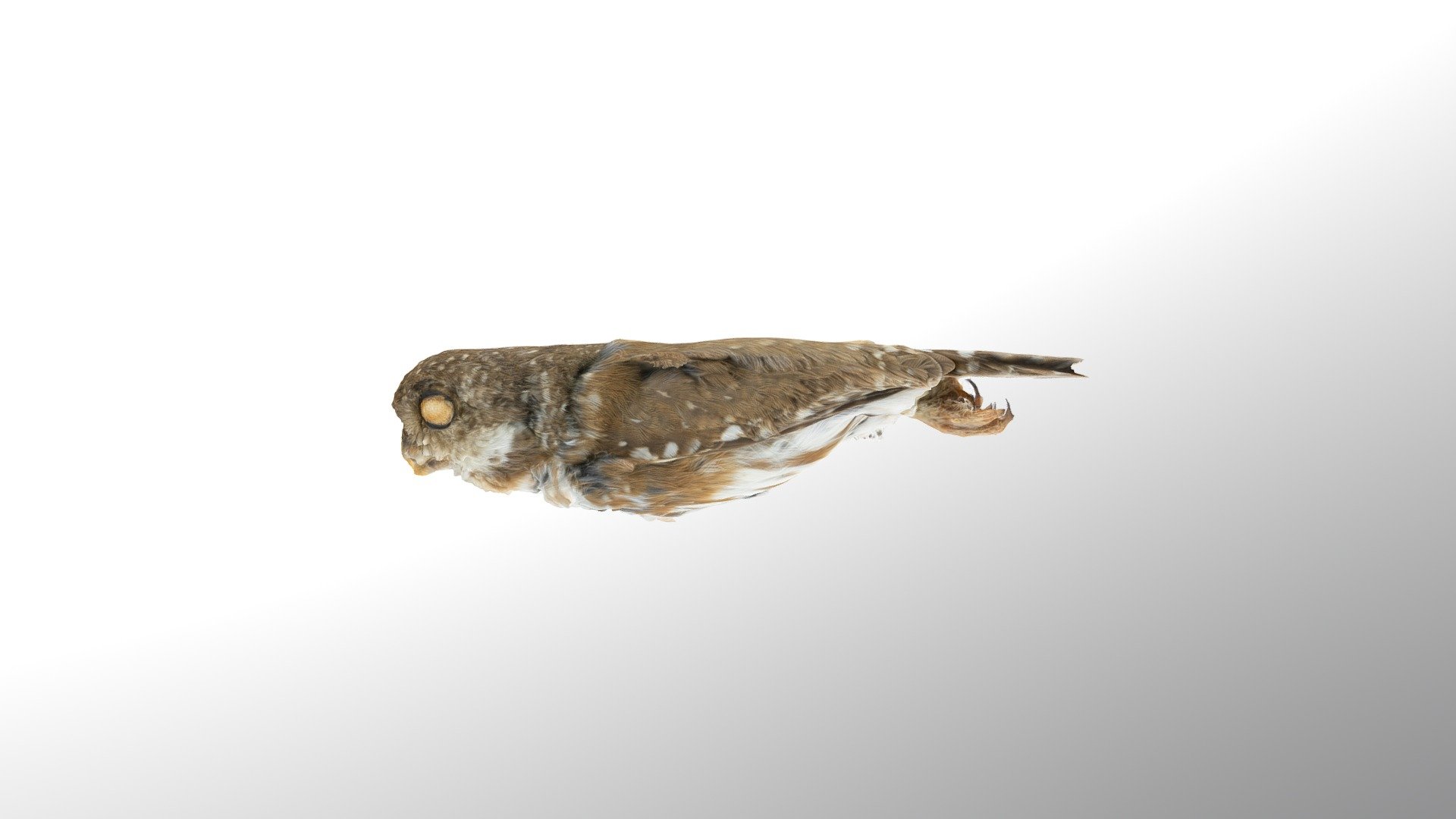 glaucidium minutissimum griscomi moore	28814