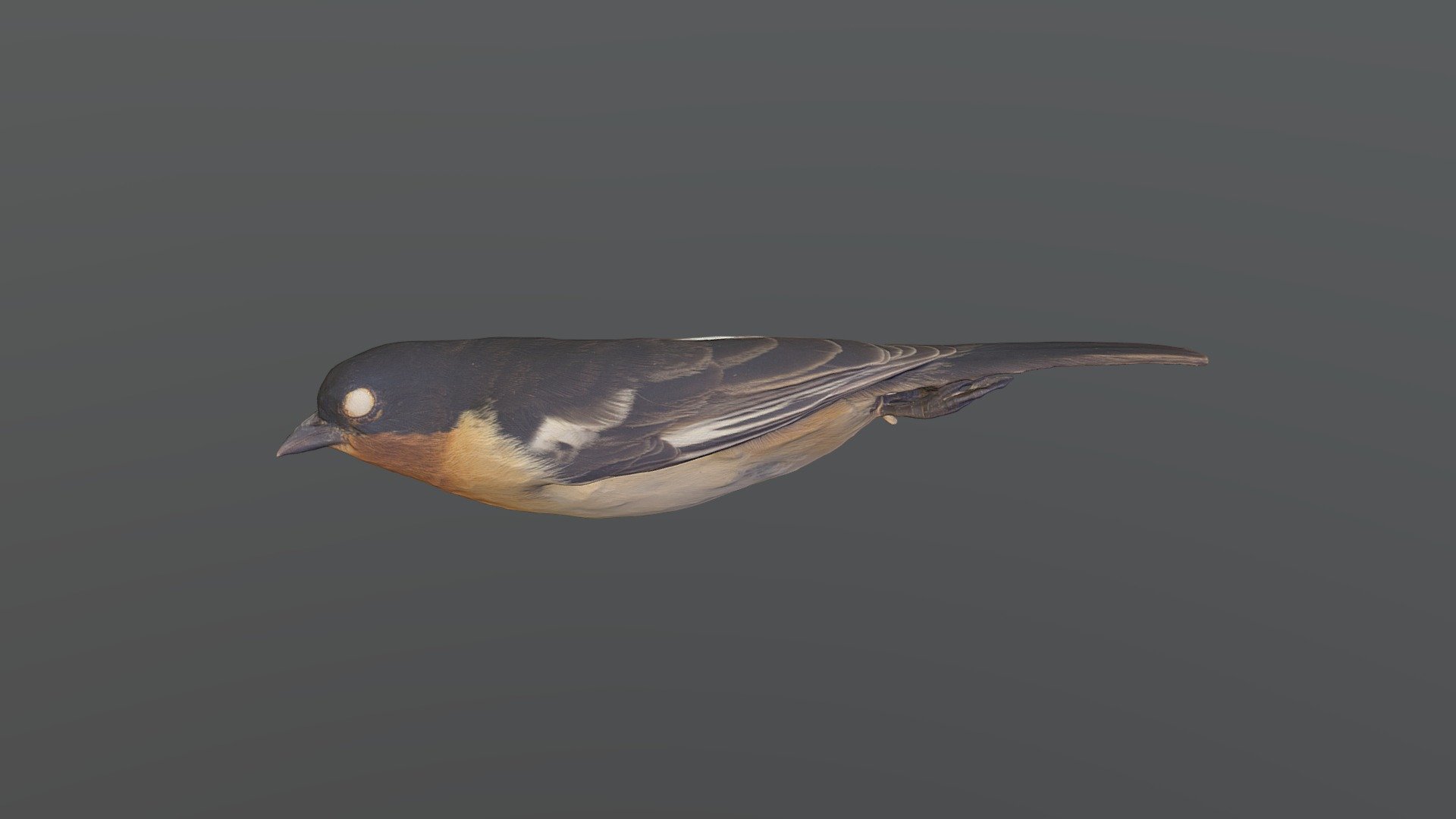 White-rumped Tanager - Cypsnagra hirundinacea