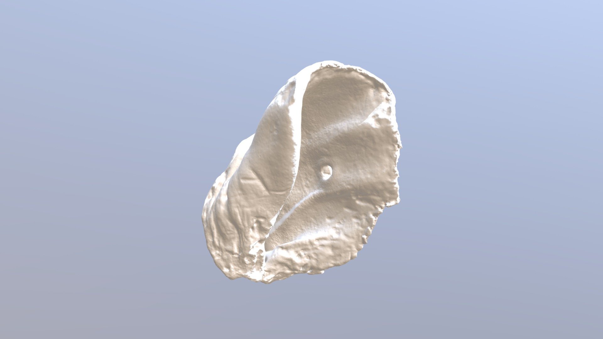 Pig's ear