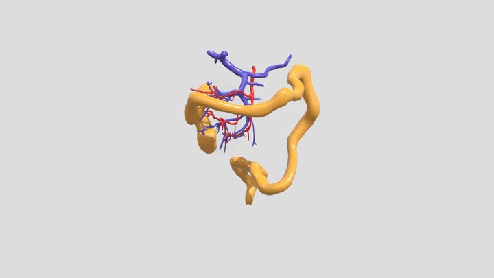 colon_animation 3D Model