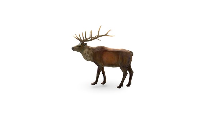 elk 3D Model