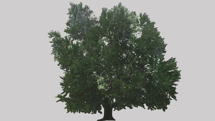 The Pratt Gingko in Summer 3D Model
