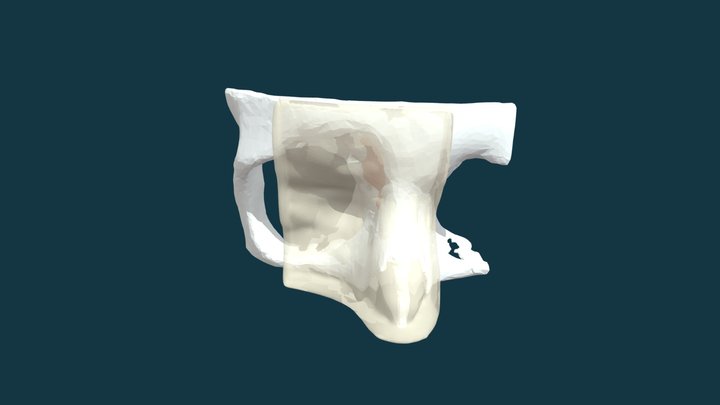 SinusSimplifiéFBX v1 3D Model