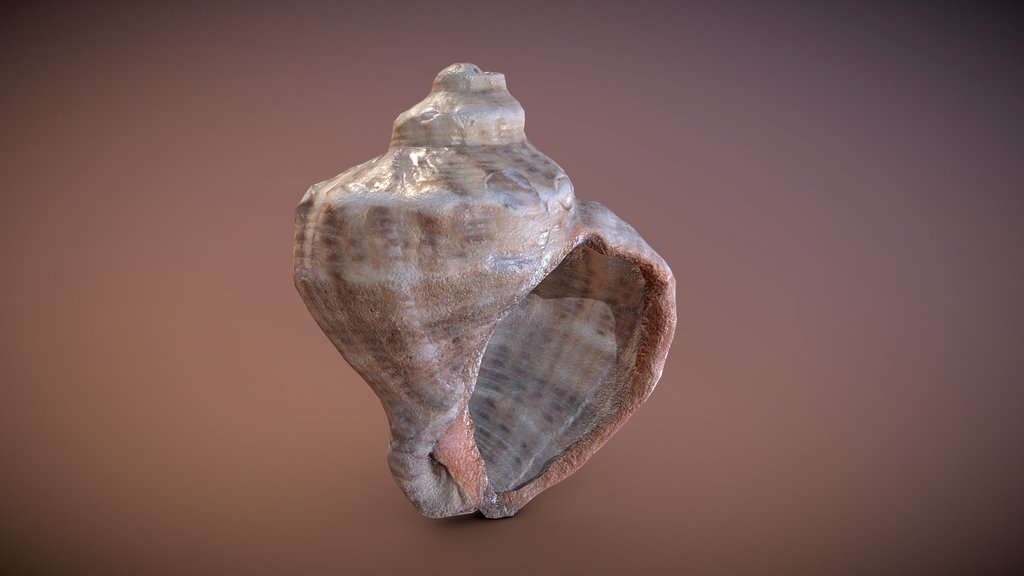 SeaShell - PBR game prop