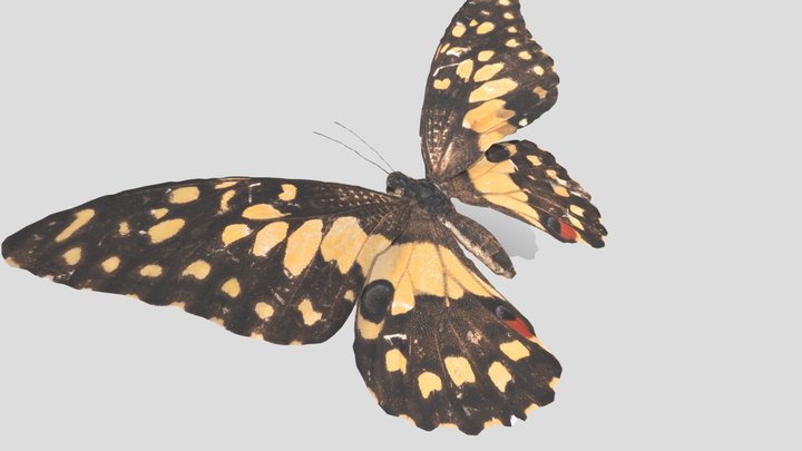 Lime Swallowtail (Papilio demoleus) オナシアゲハ 3D Model