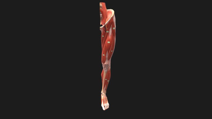 Human Leg Numbered 3D Model
