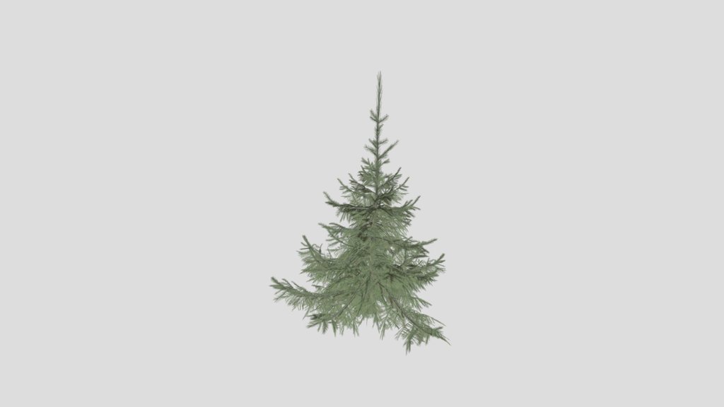Tree Sprucesiberian D1